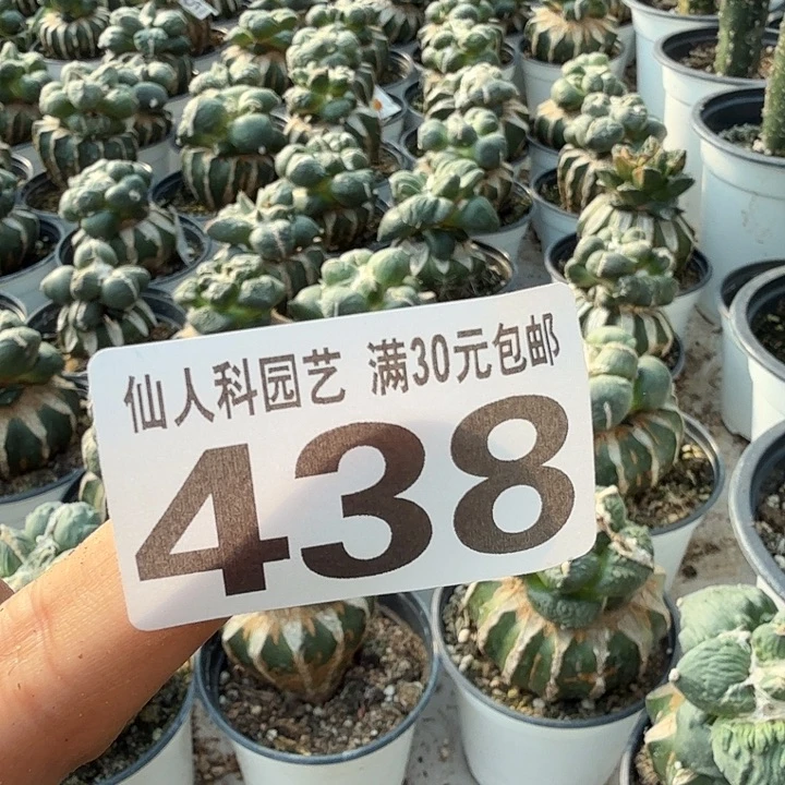 无花朵438刚出根大尤佛头仙
