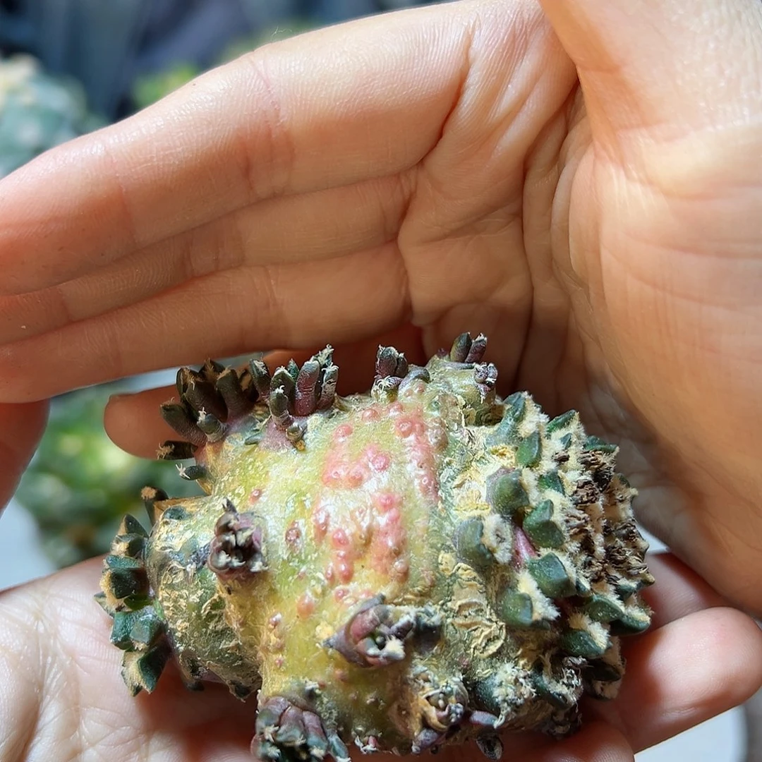 晚33号苗接无根姬牡丹石化7公分