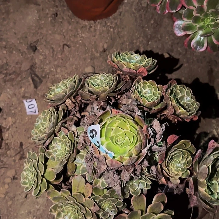 621孔雀翎多肉植物不售后