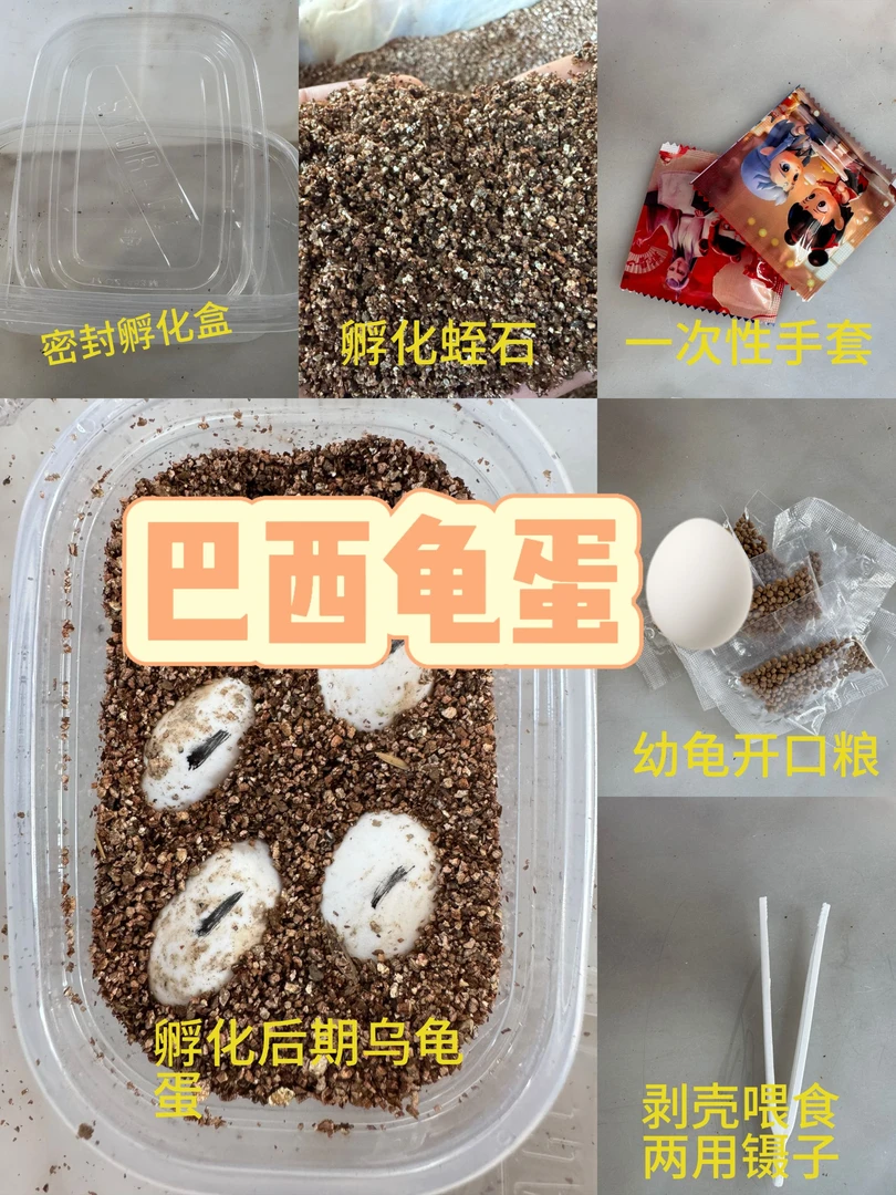 巴西龟蛋10天左右出壳红耳龟蛋可孵化乌龟蛋DIY盲盒亲子互动