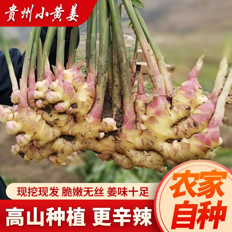 贵州小黄姜子姜嫩姜姜味足自然生长农产品生姜老姜批发新鲜仔姜