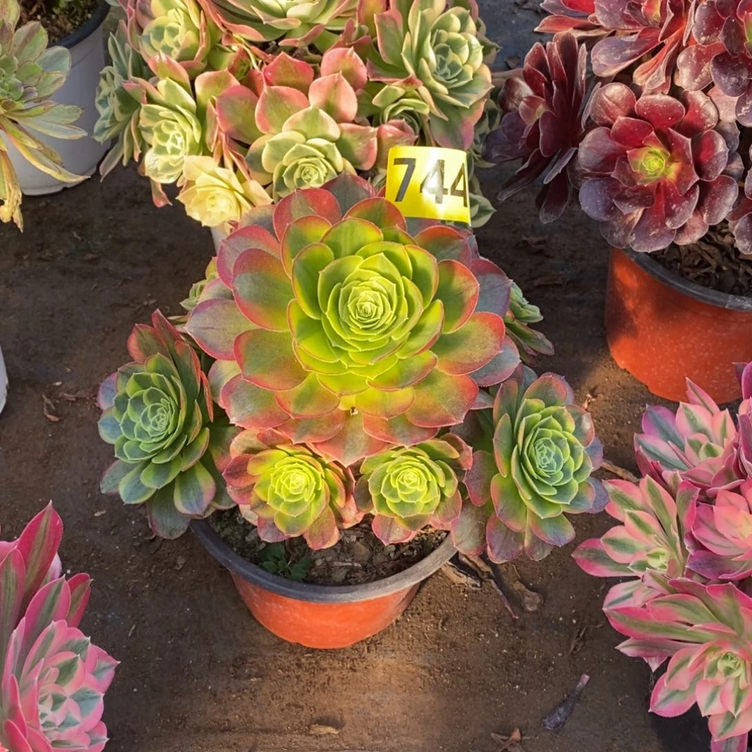 奶白多肉法师744