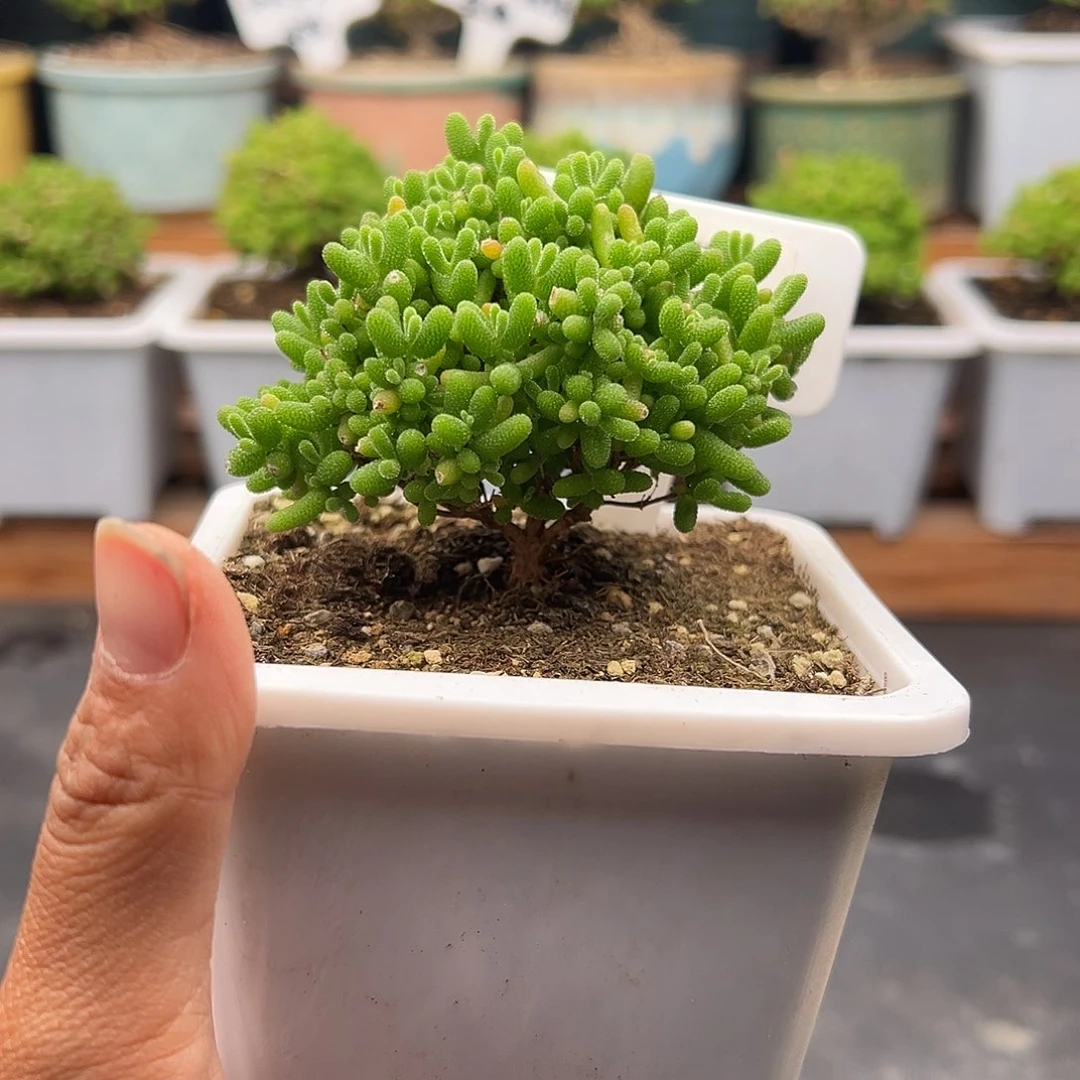 522号密橘糖球12.20多肉