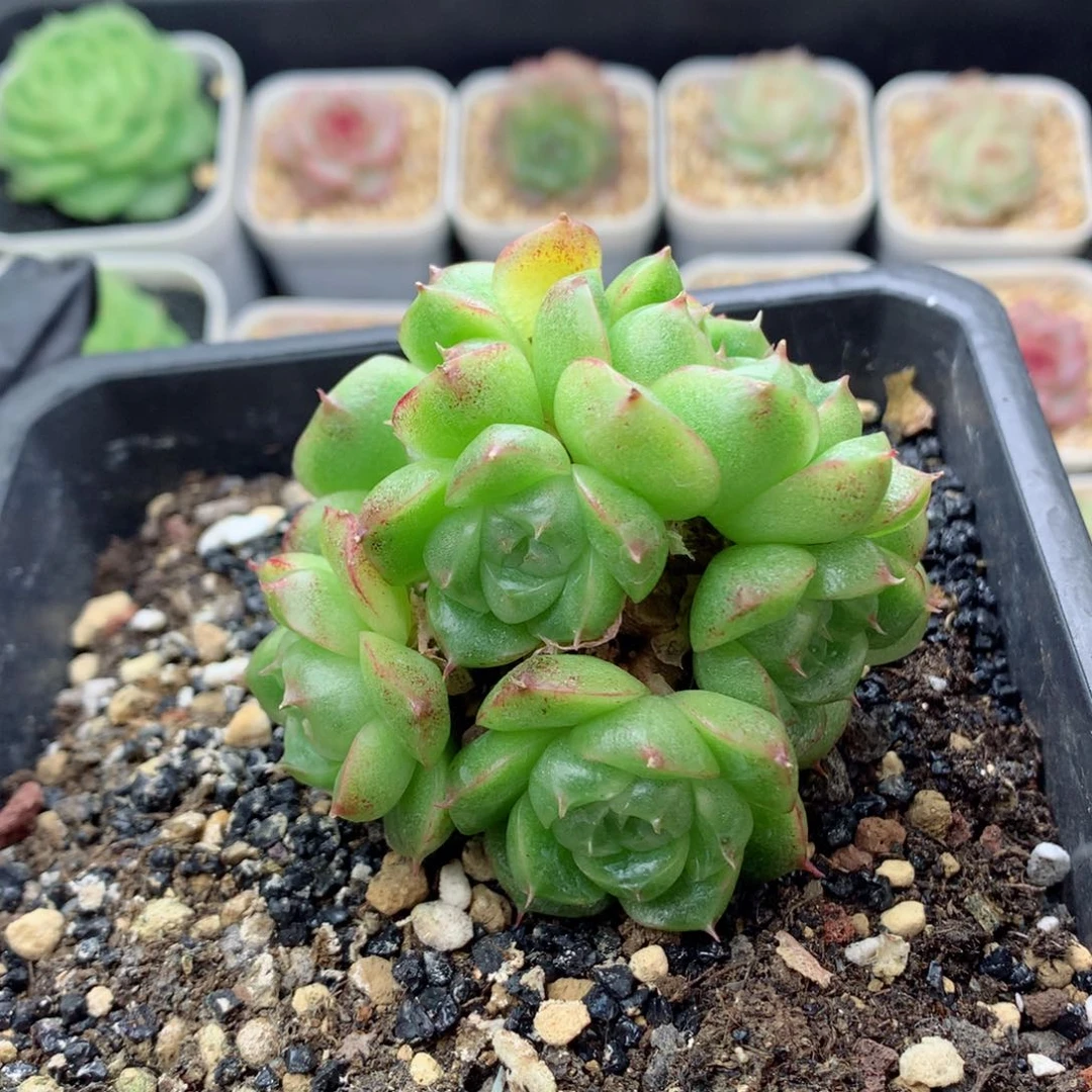 58包邮  群生不包整麦秆群140