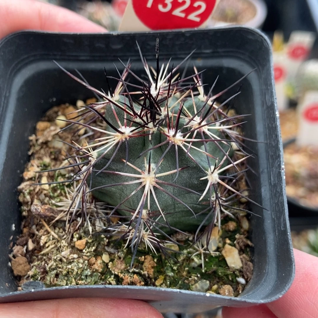 实生达氏青花虾3.8cm