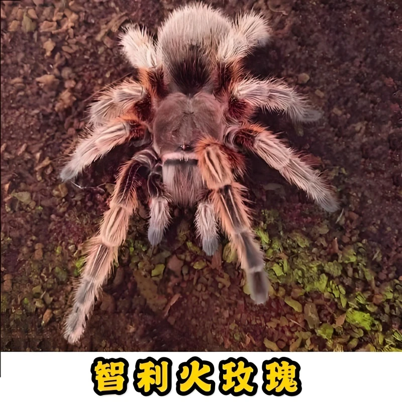 火玫瑰蜘蛛新手好养新手必备宠物蜘蛛温顺上手简单入坑首选