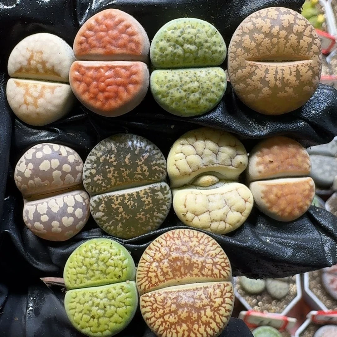 生石花111111。  286