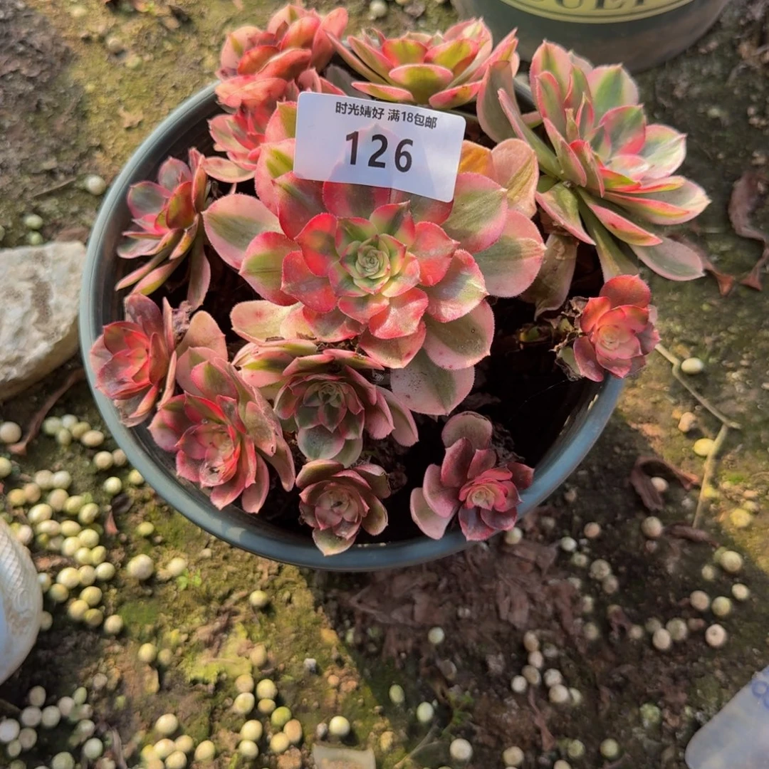 126荔枝。多肉植物