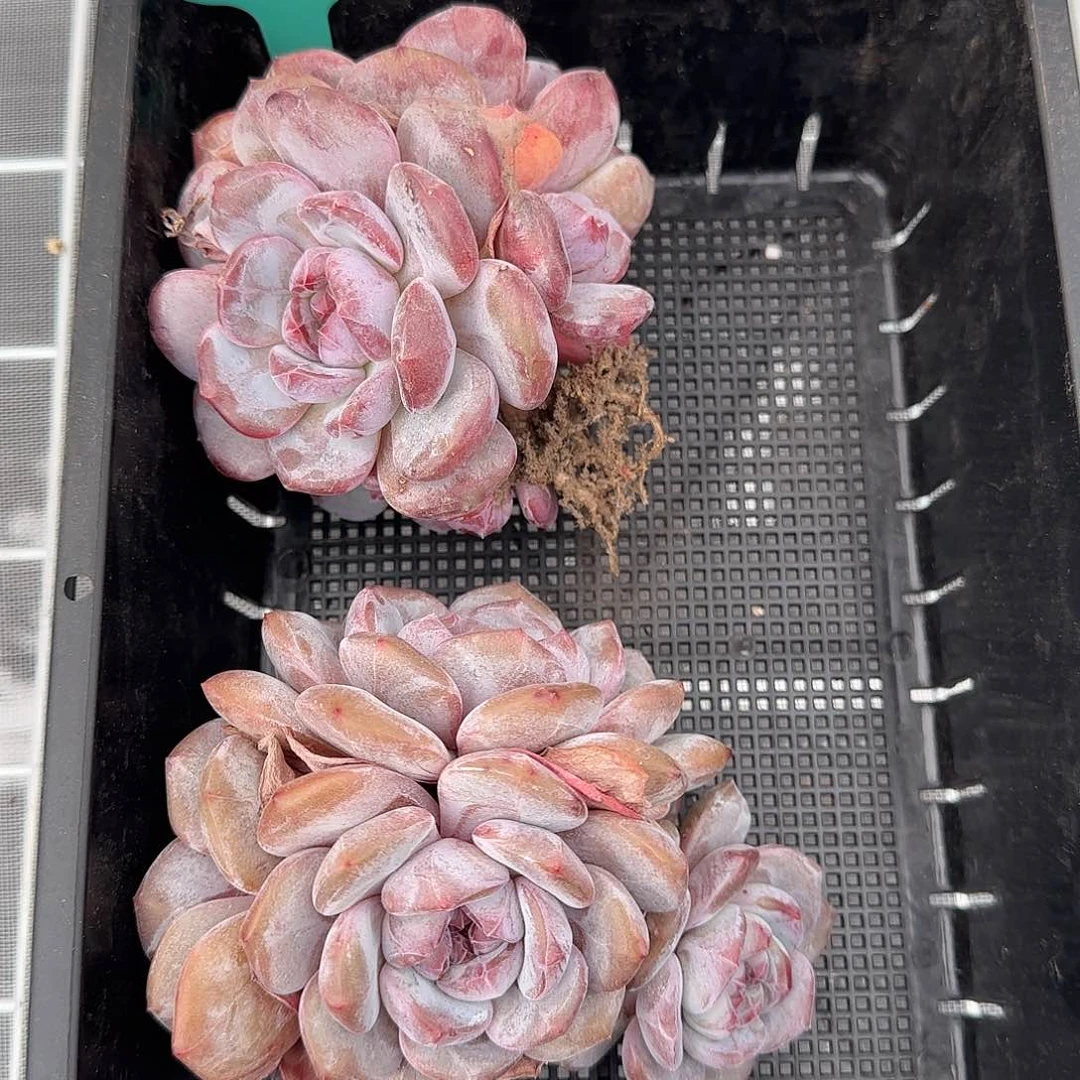 从前慢花园精选0120-27