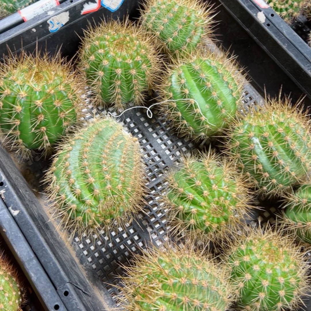 下19无名毛花柱歪无根侧芽5公分左右20包邮