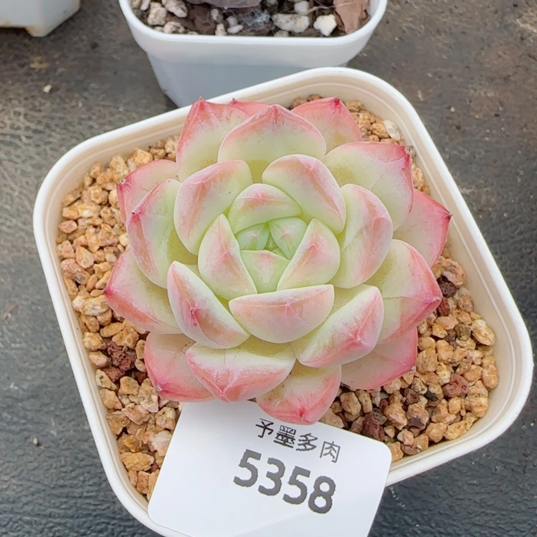 美梦，5358多肉植物