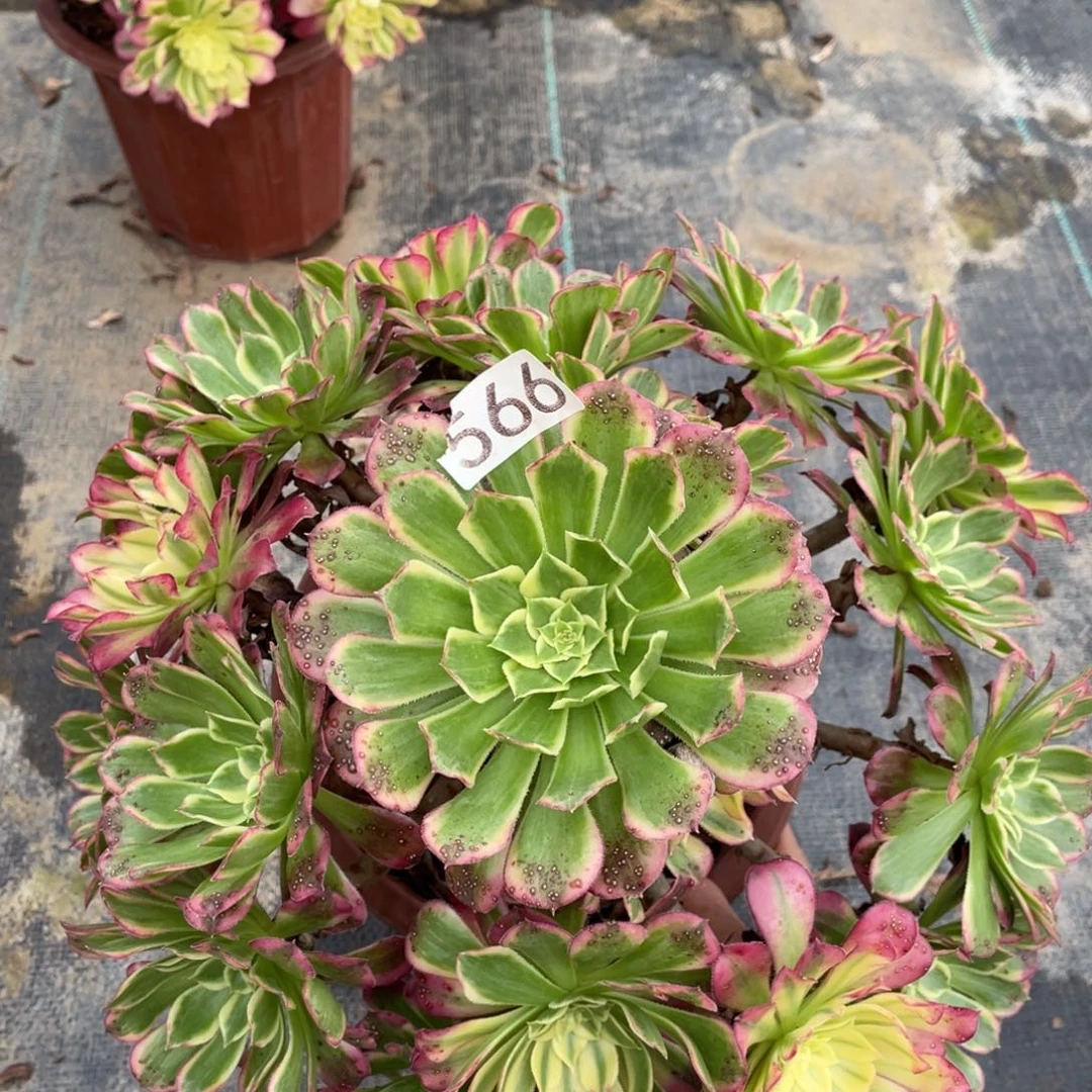 天合叶子有斑点老桩