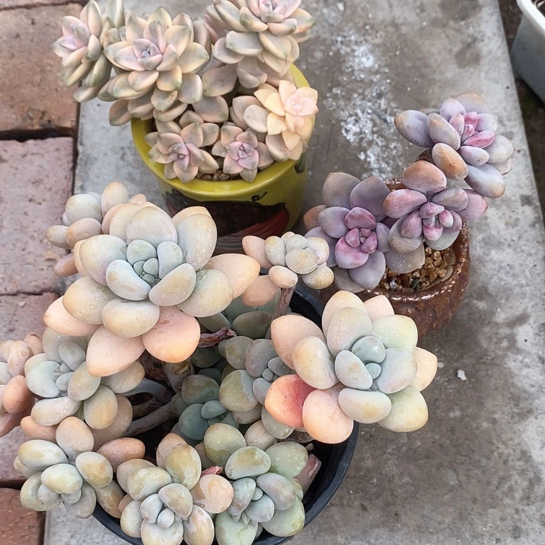 3盆多肉新疆包邮