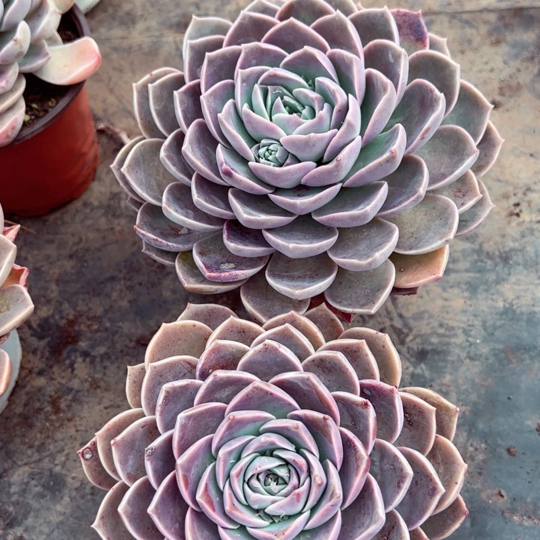 原始哈利沃森单头两盆