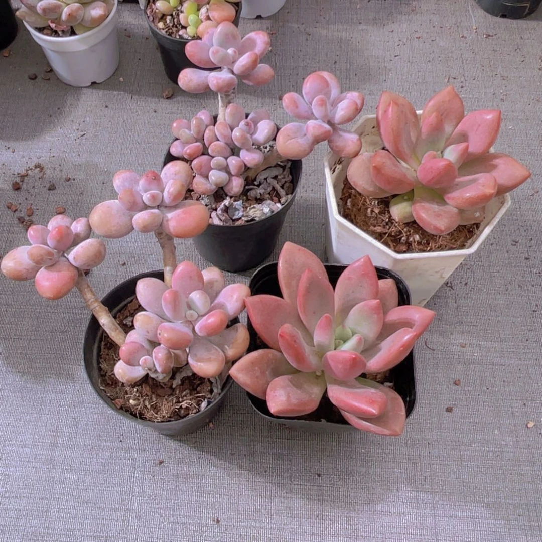 姣*桃蛋两盆 桃花源两盆