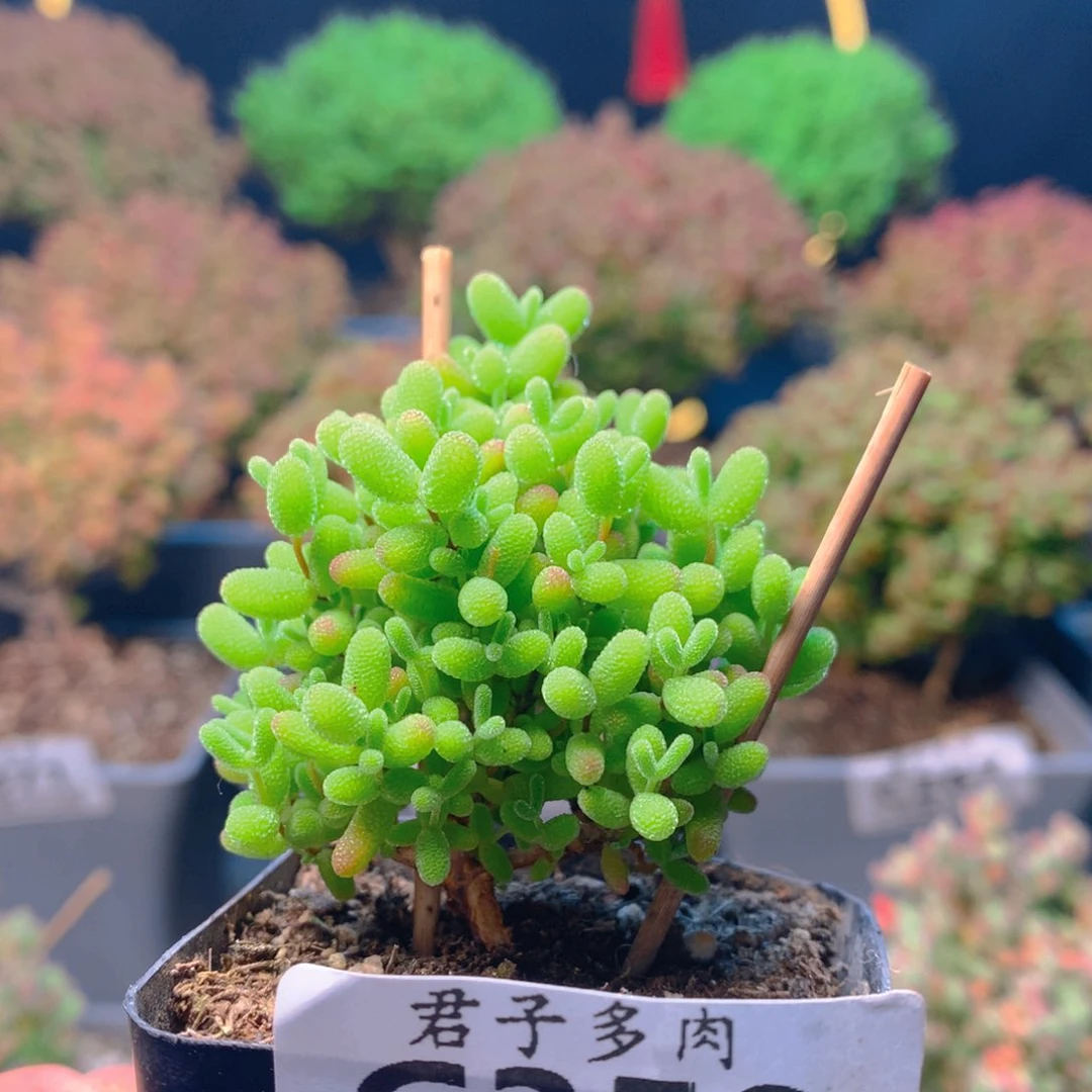 c350蜜橘糖球枝干番杏