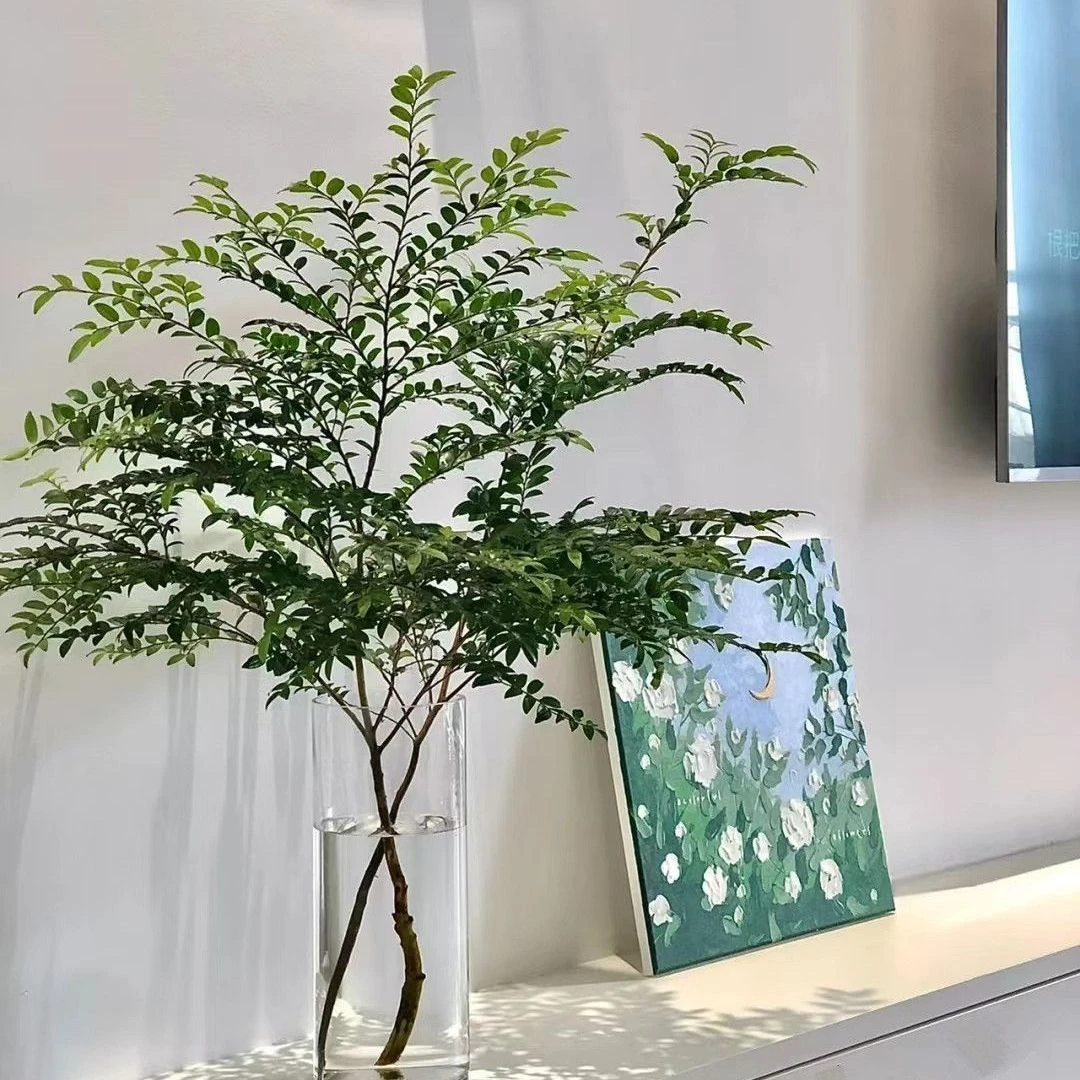 美男树水培绿植办公室内客厅软装饰非马醉木超好养护包邮买一送一