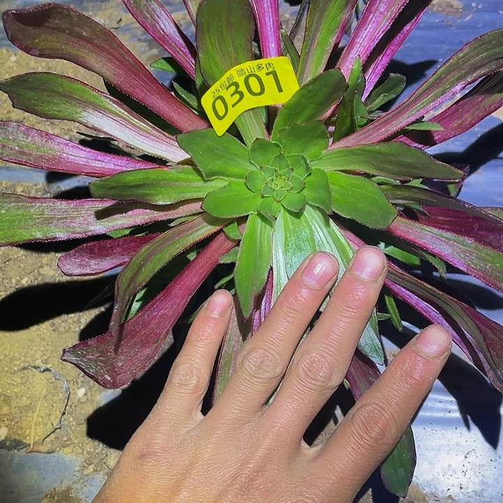 0301火风多肉植物