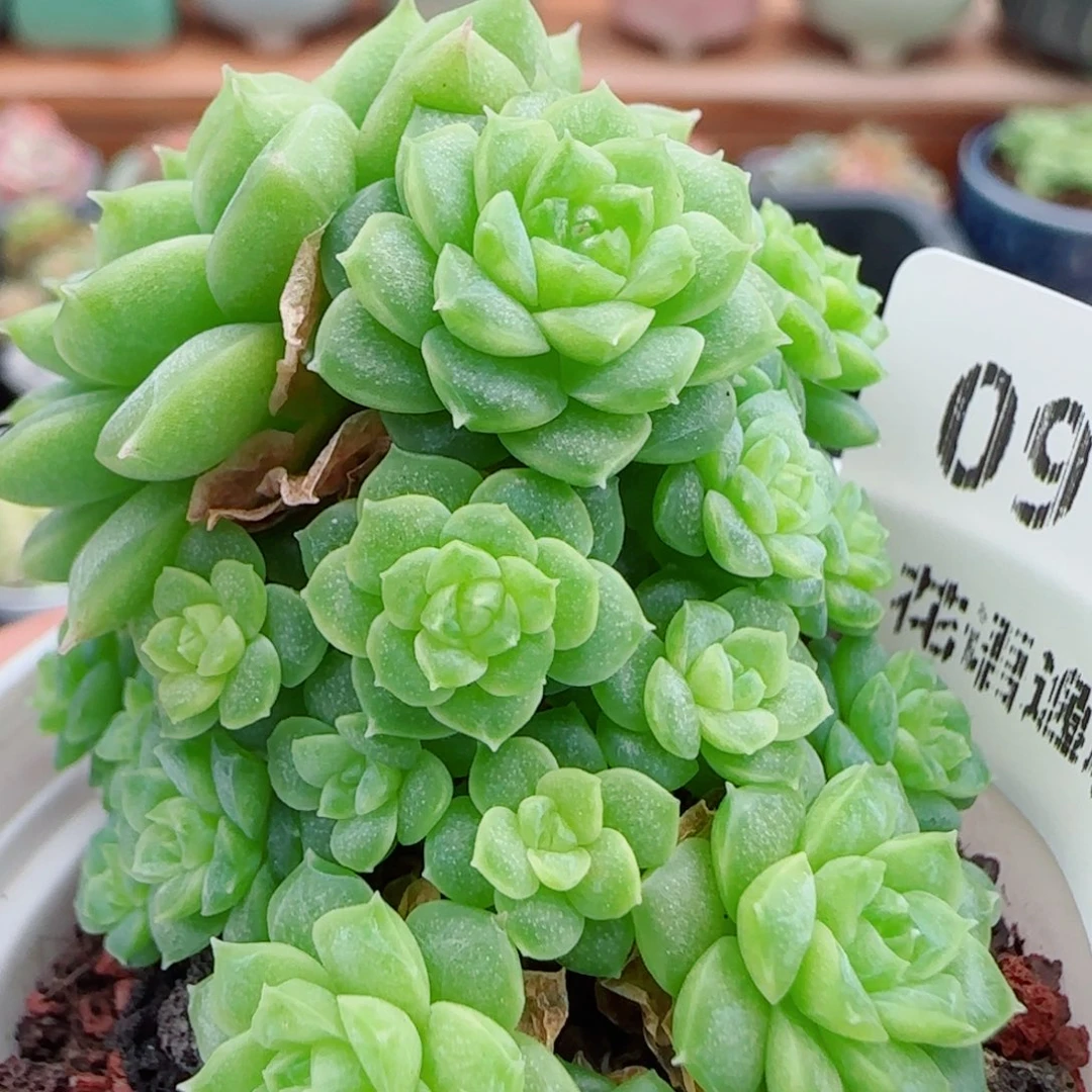 花语逸镜0929-09散