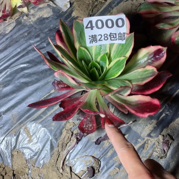 4000二号棚魅影多肉植物A