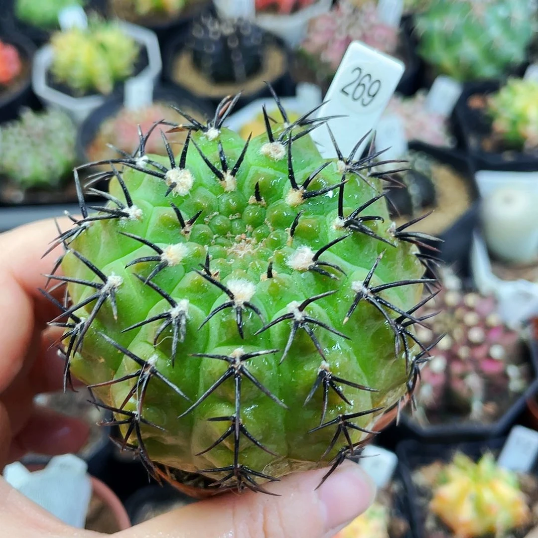 非偏远地区满25包邮仙人球漯河西