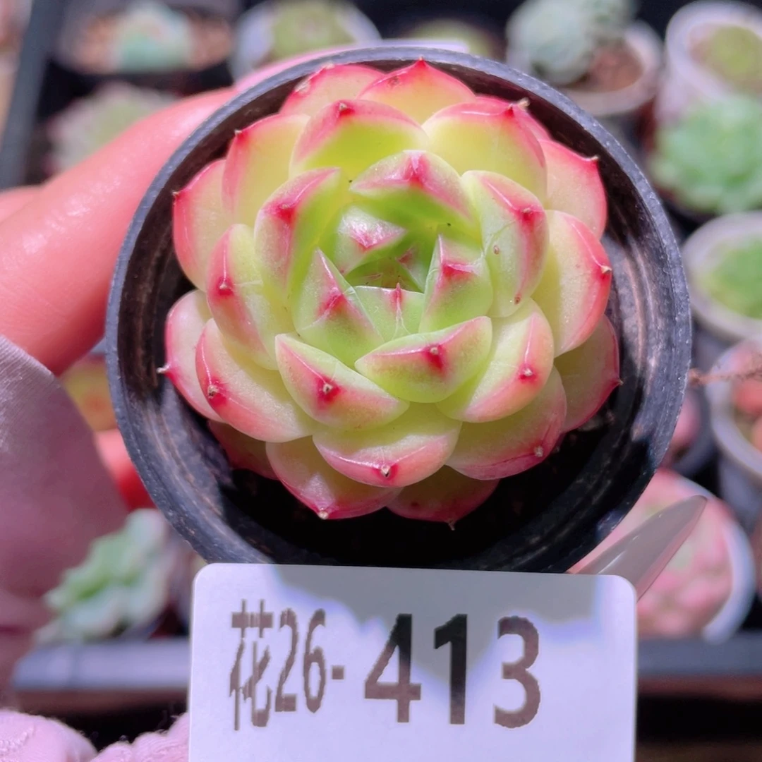 花利美26-413麦秆