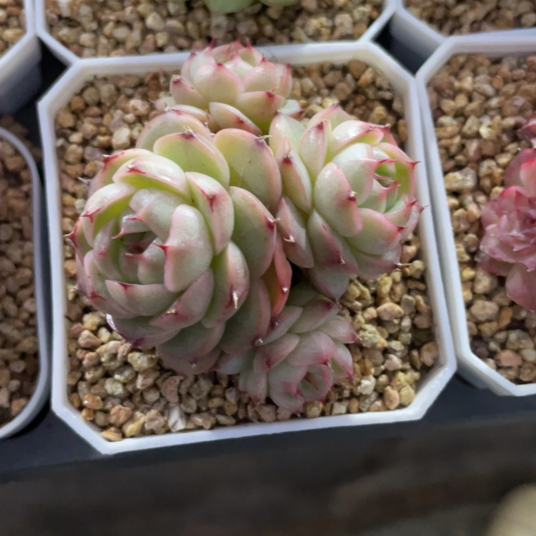 k***n优选麦杆包子福利1984