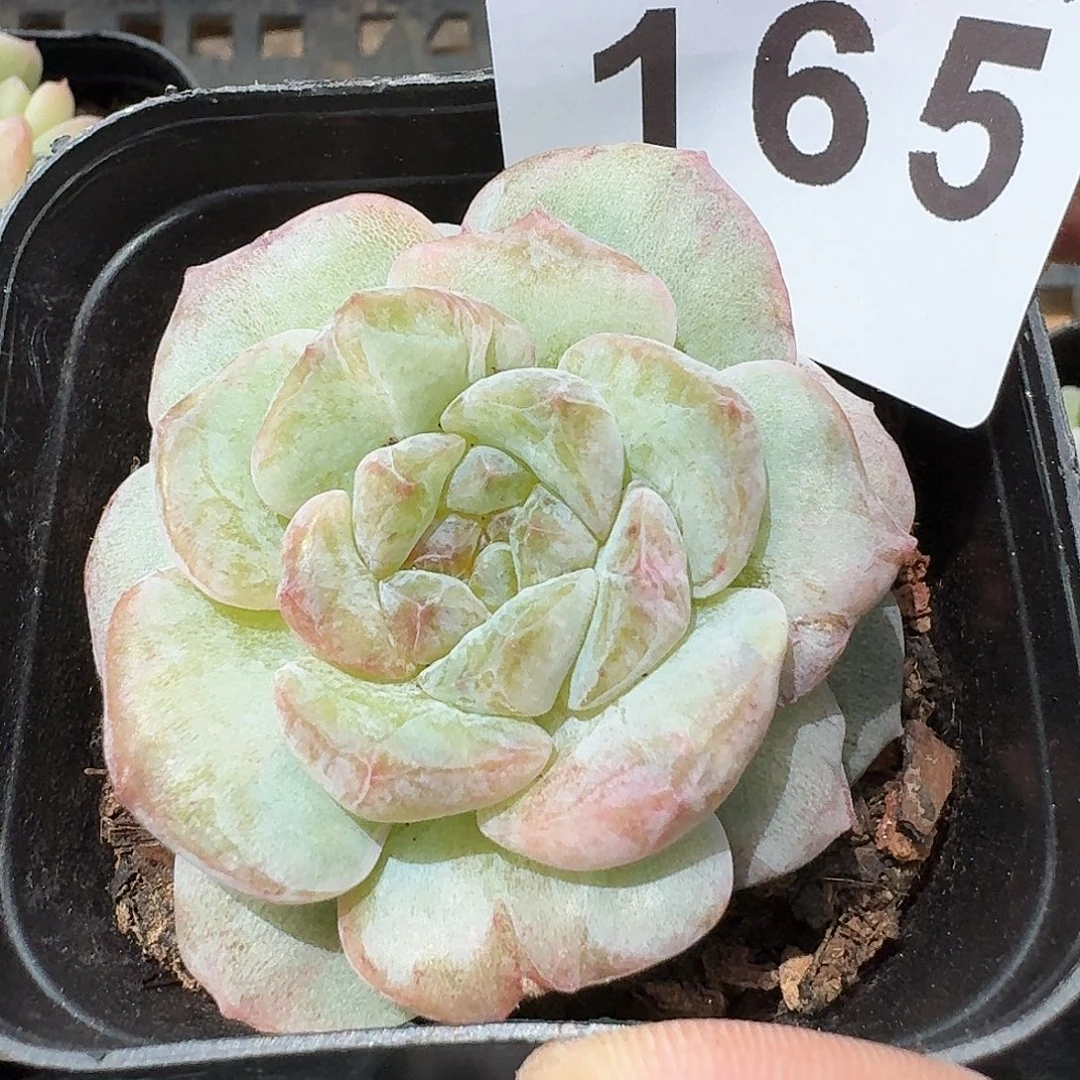 石化孤品            精美多肉植物