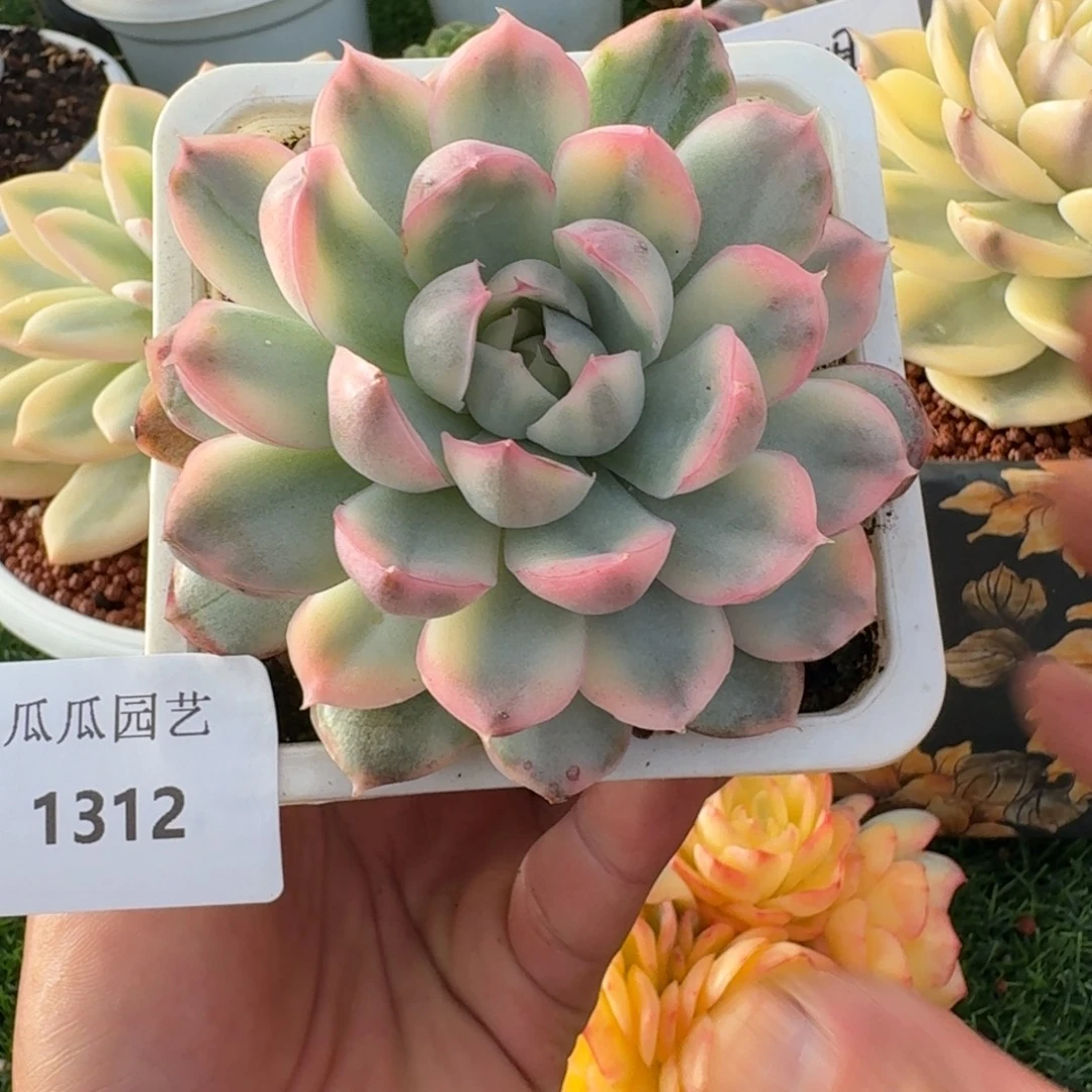 1312草莓蛋糕锦多肉植物
