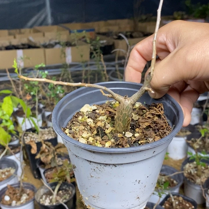 一***芬芳香橄榄带盆土发货