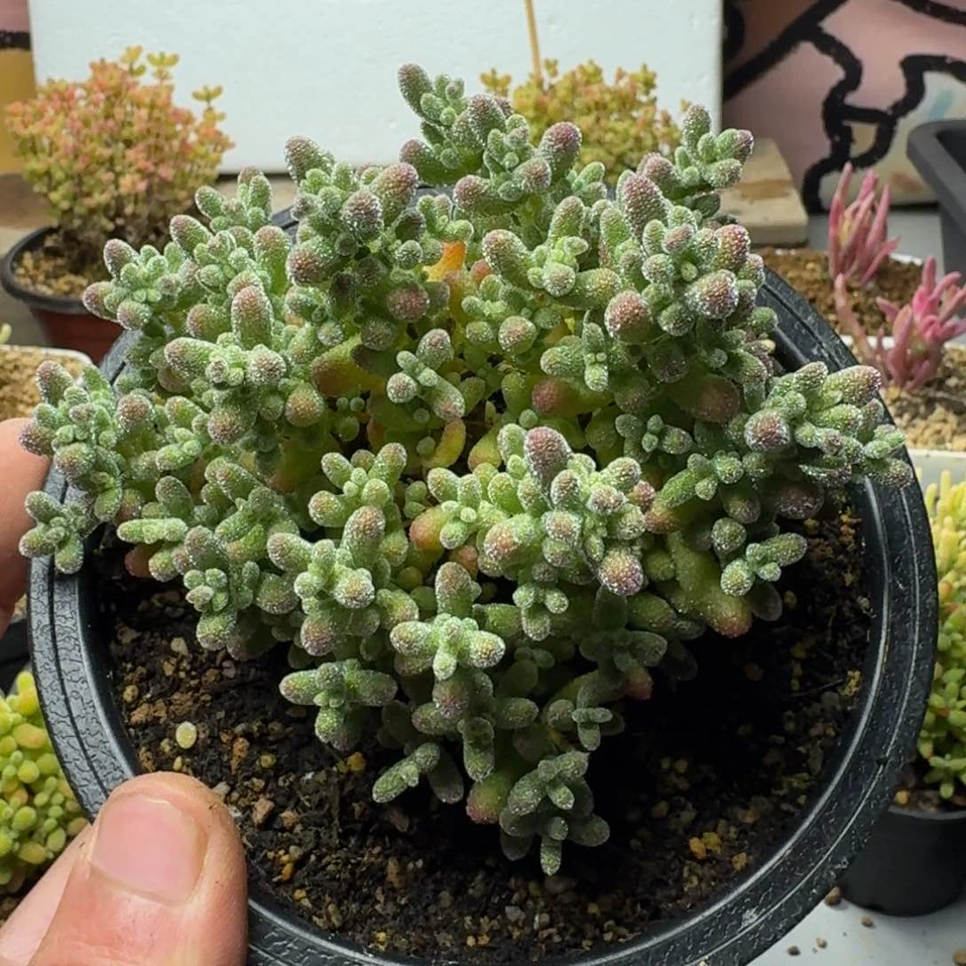 魔**园多肉植物枝干番杏