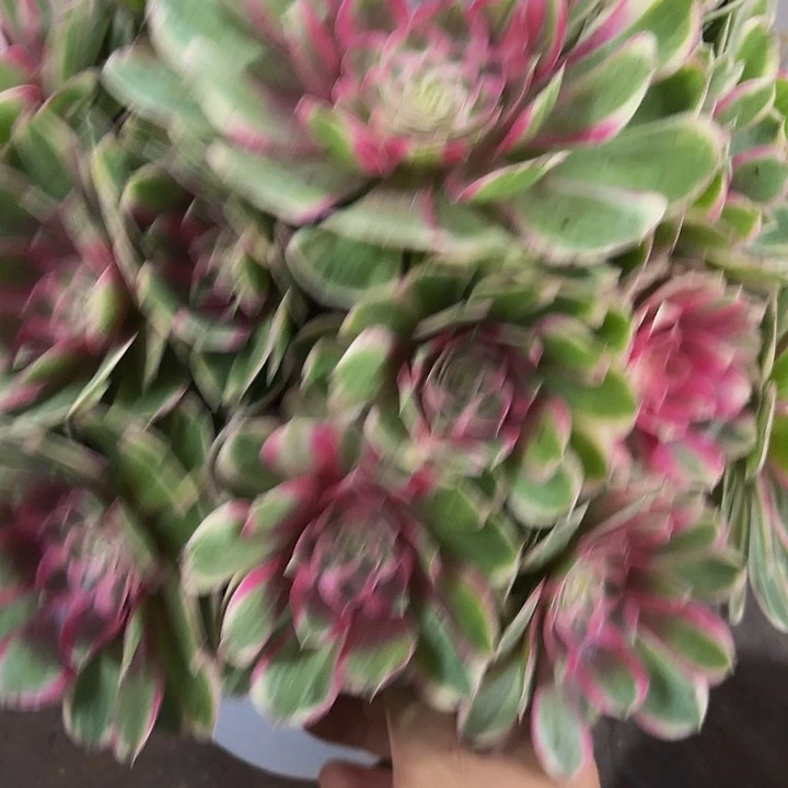 多肉植物孔雀翎320号