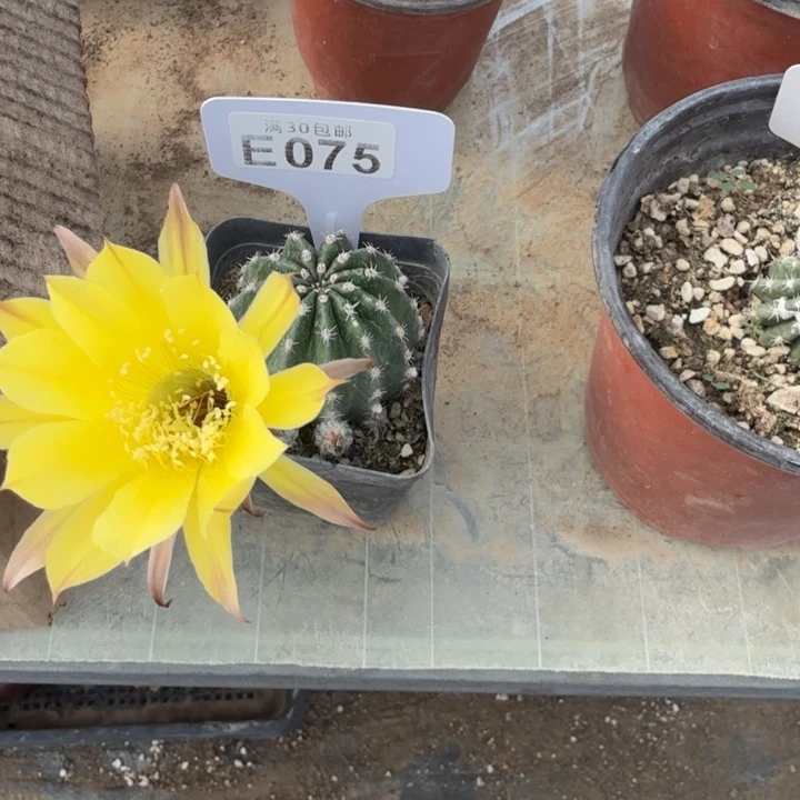 彩草一物一拍E075