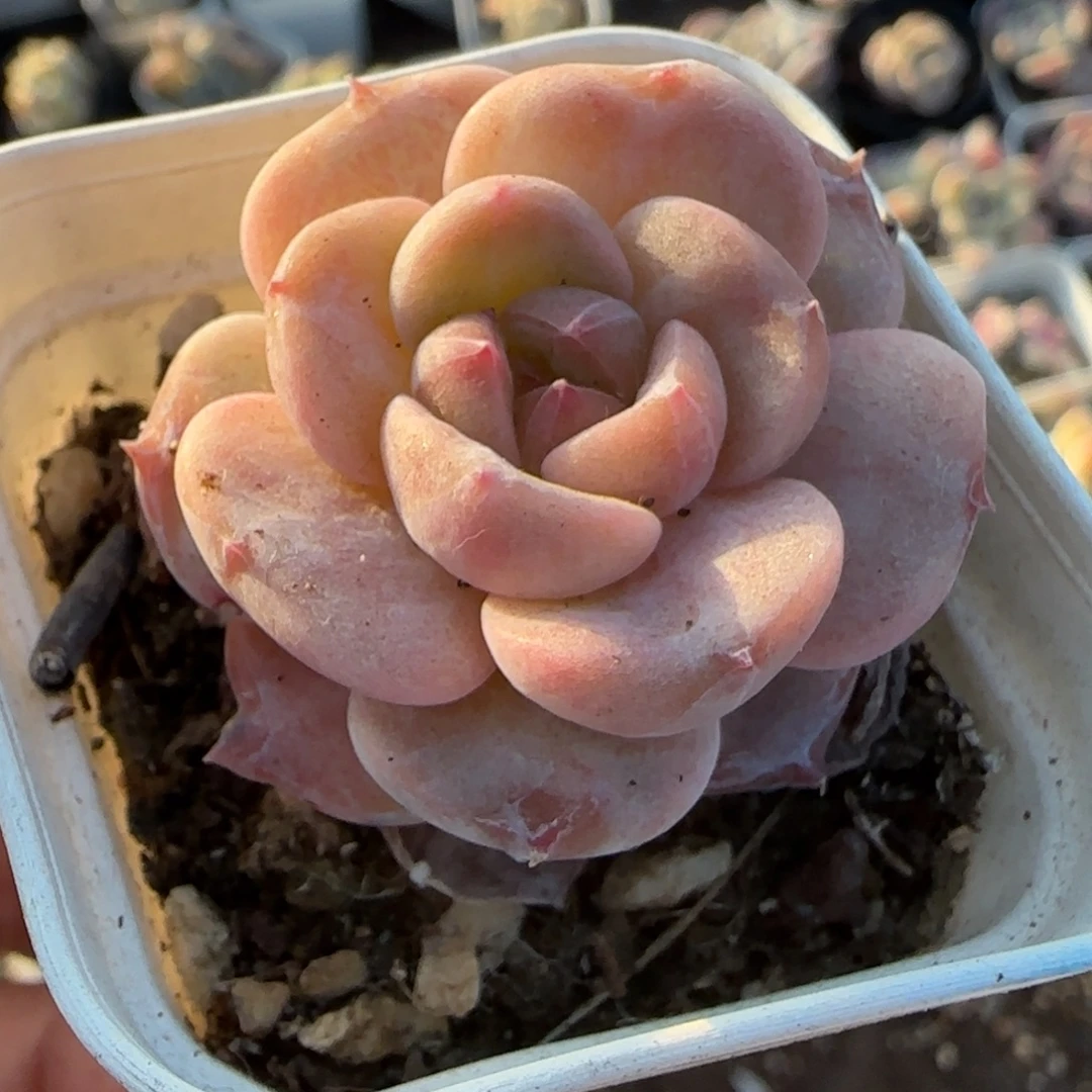 多肉小卡拉米糖心一物一拍