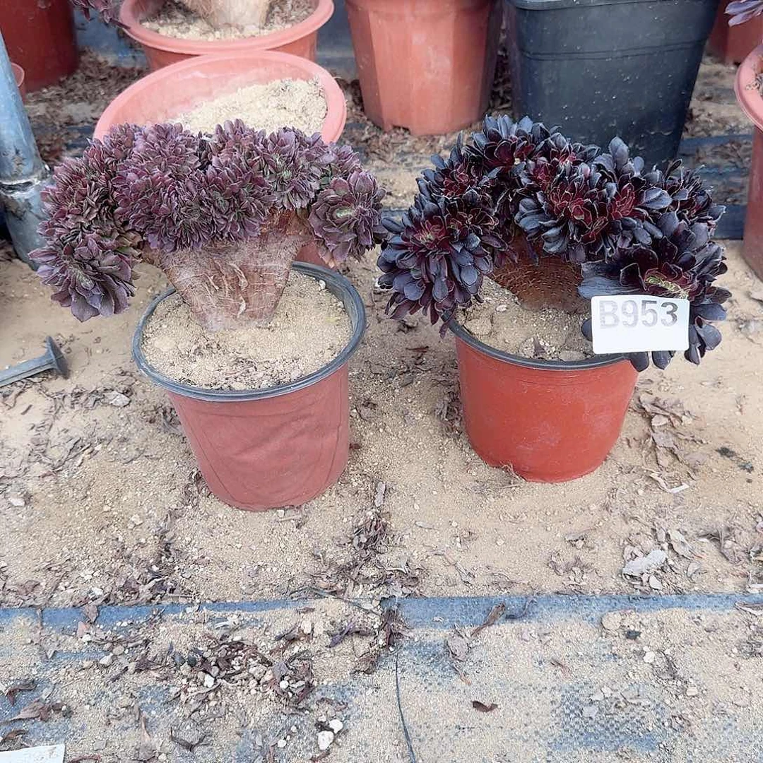 953欧紫万缀共2颗
