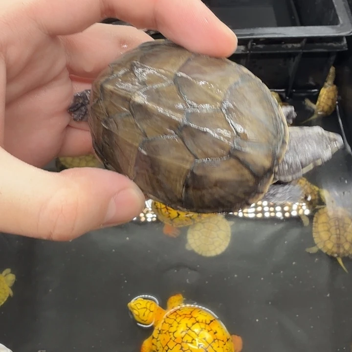 宠物龟不分公母麝香