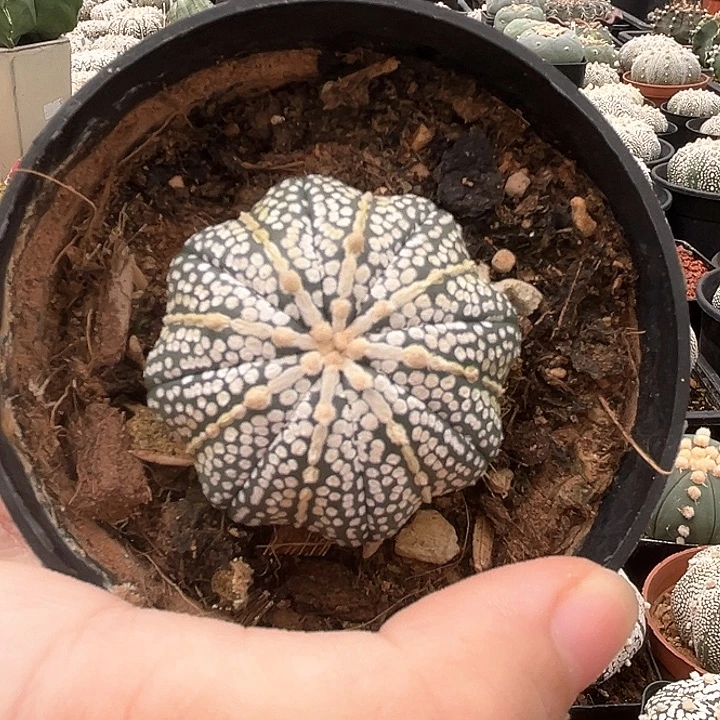 4.1cm奇迹一物一拍