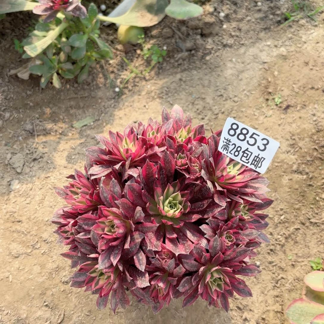 A. 8853凤凰超白多肉