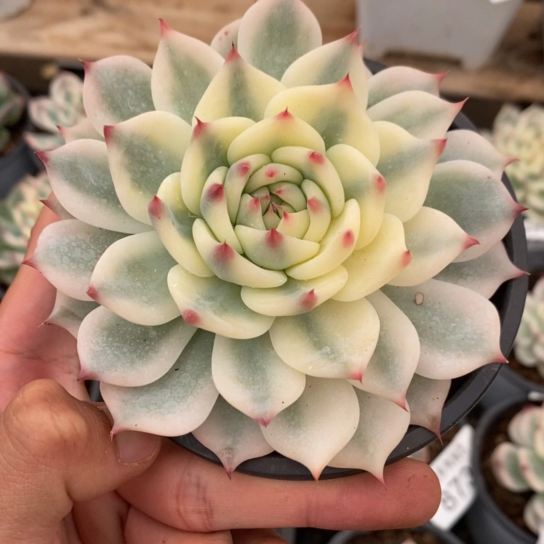吉娃娃锦多肉植物8803