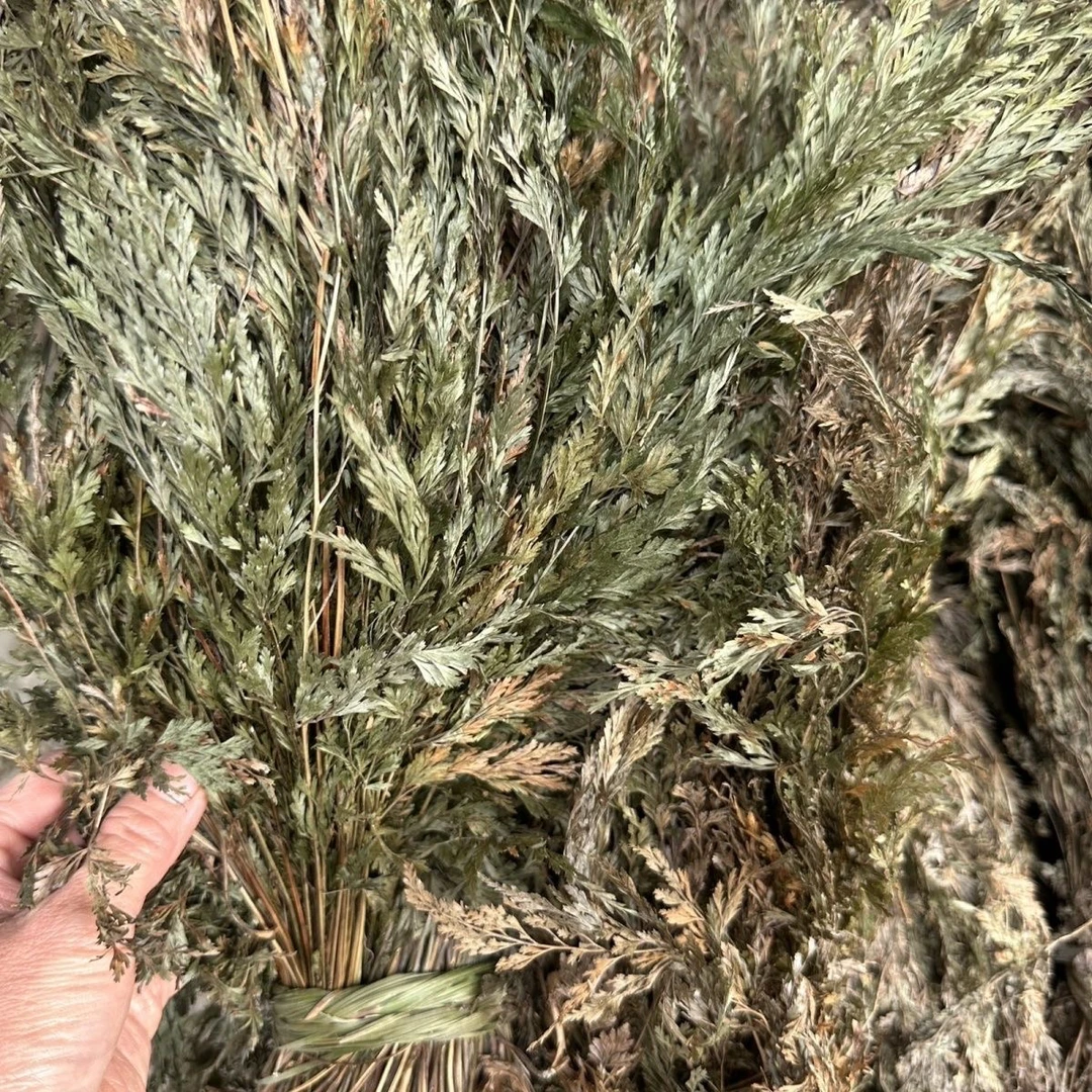 小叶金花草 金花草乌蕨 乌韭大叶金花草 细叶凤凰尾干货整株500克