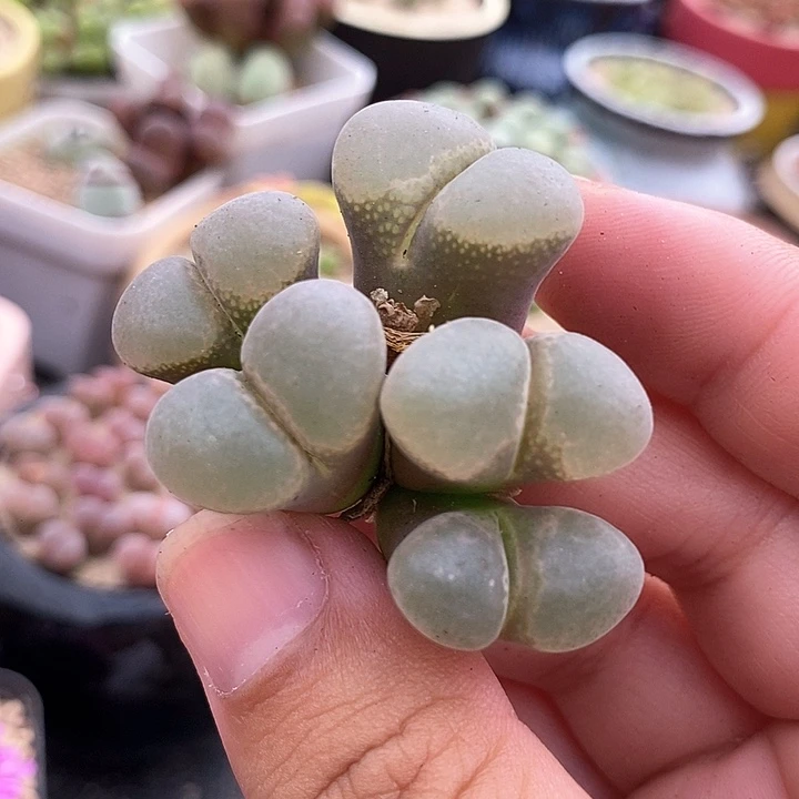 各****只16507风铃一颗
