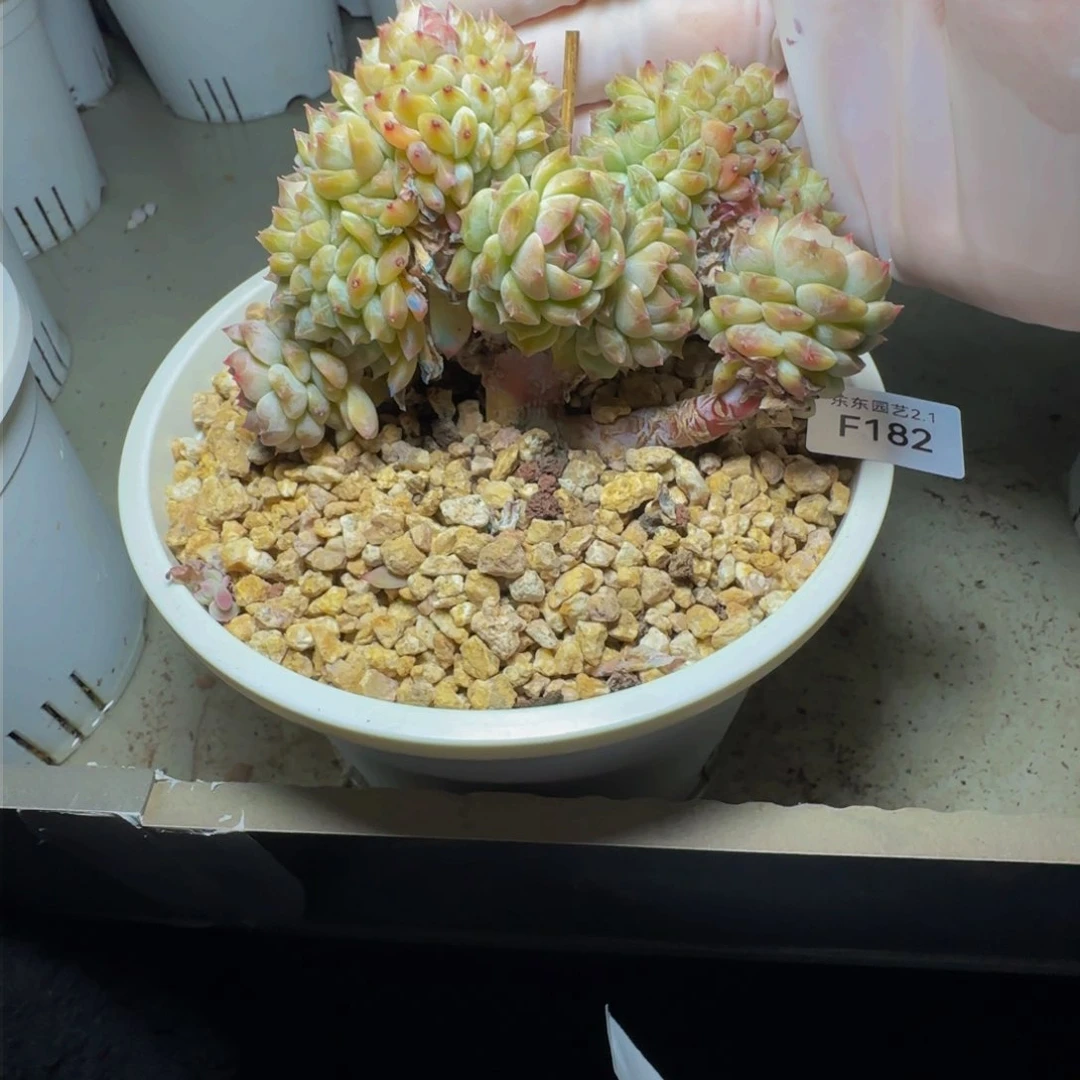 f 182有瑕疵介意勿拍