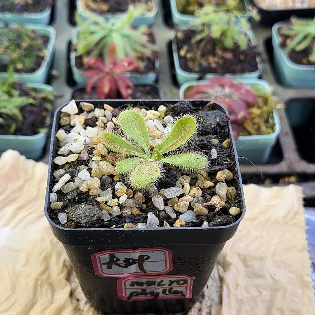 无花朵大叶球根茅