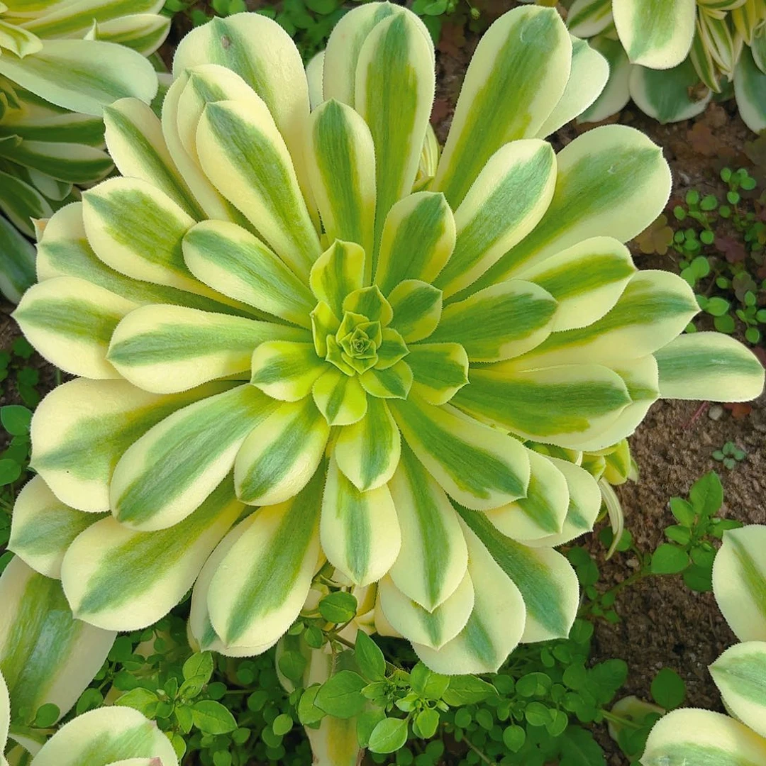 金丝翡翠多肉植物手捧