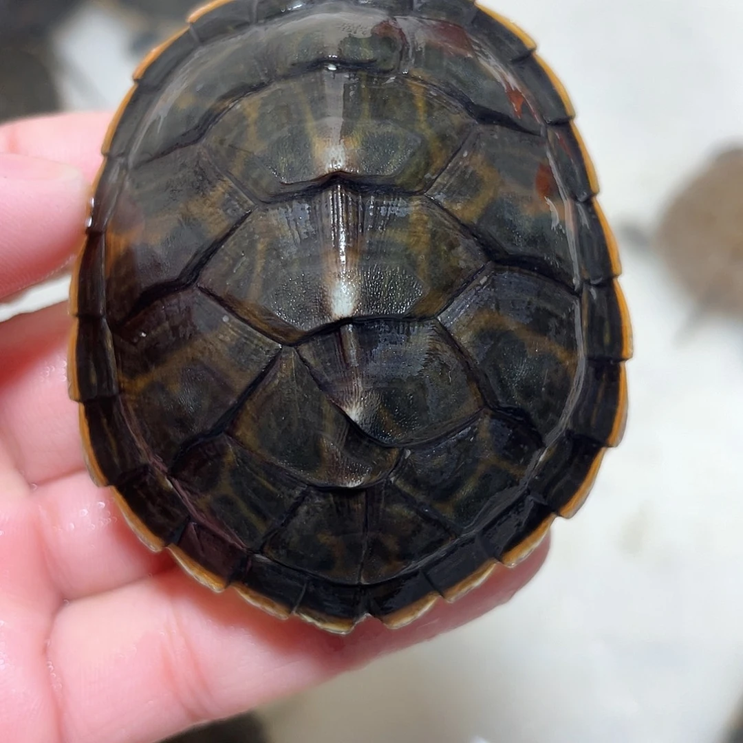 宠物龟不分公母火错甲