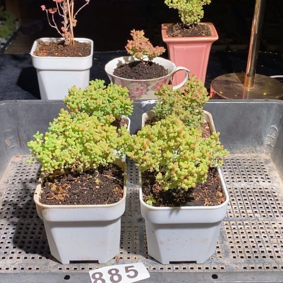 枝干番杏多肉植物885