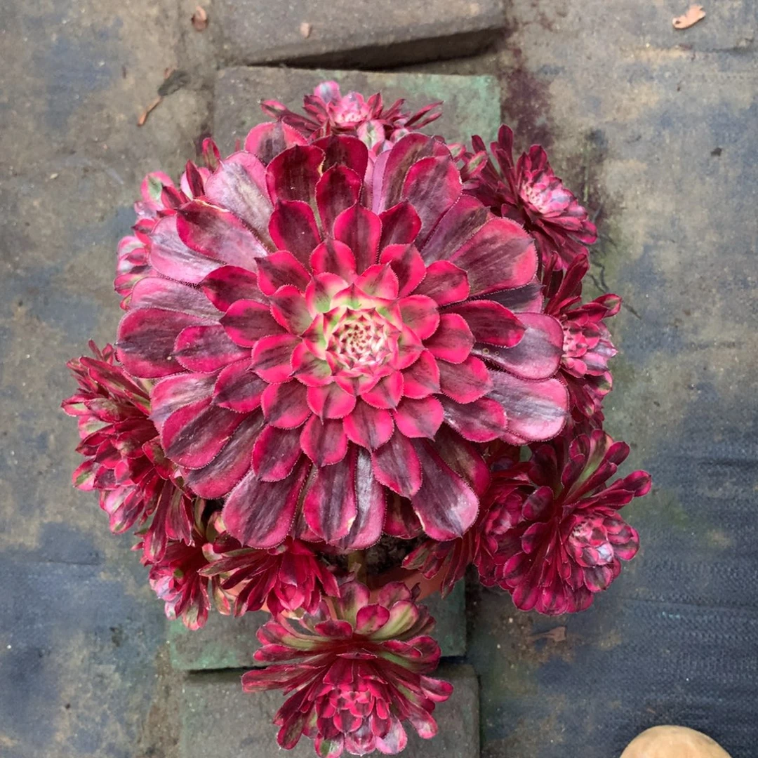 白月光，多肉植物的