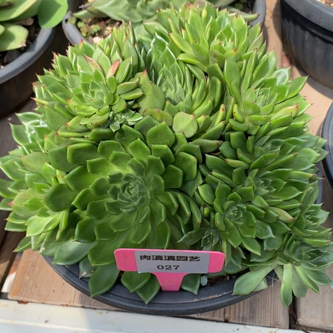 x027-多肉植物 手捧