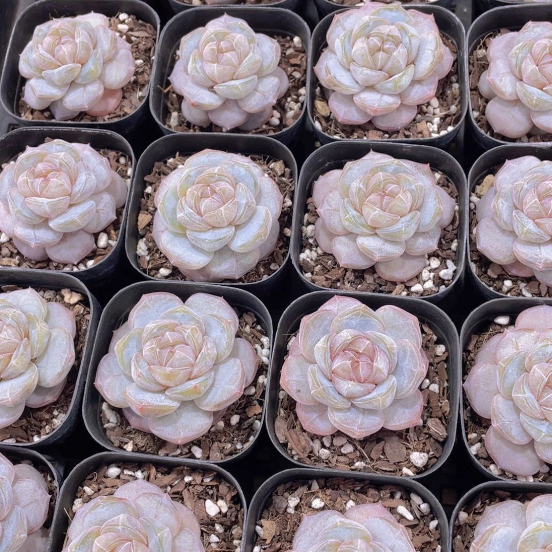 量拍20号 宽叶冰透白兰地单头一个