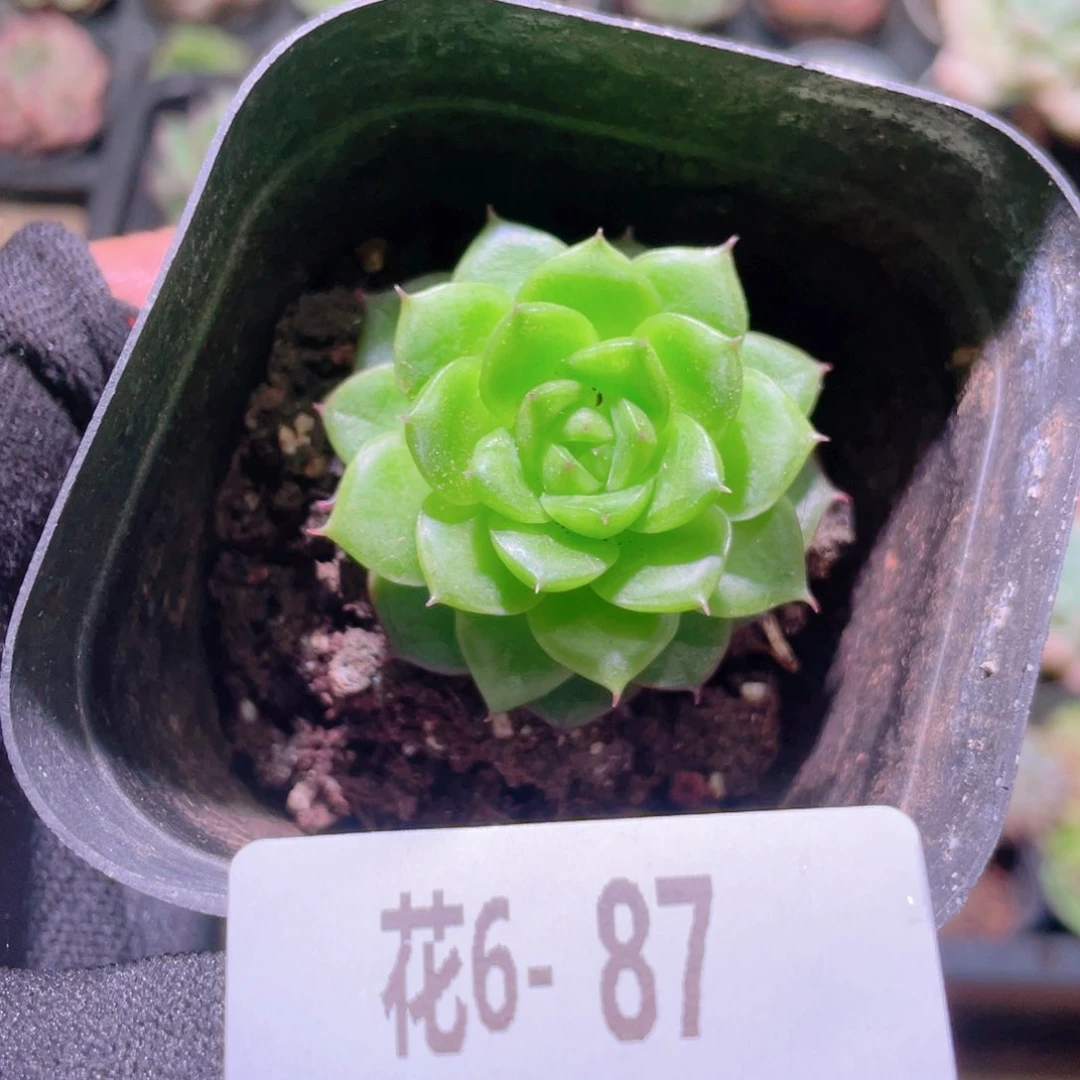 花利美 6- 87海王